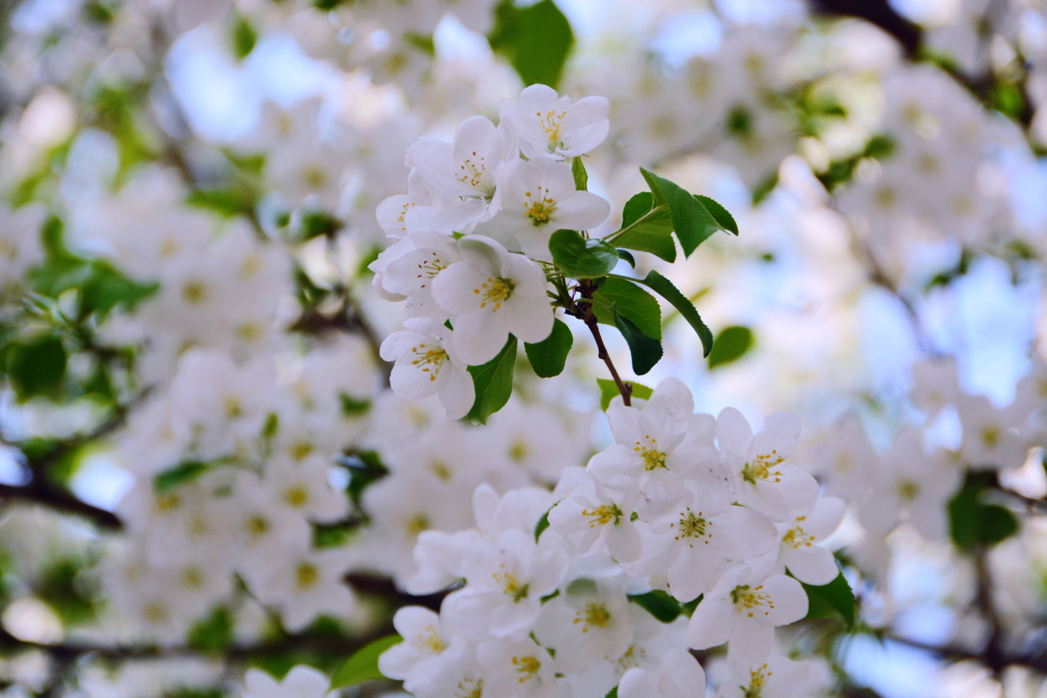 白色海棠花原创拍摄