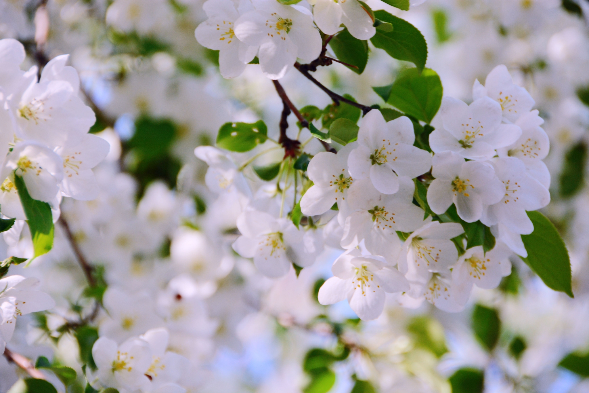 白色海棠花原创拍摄