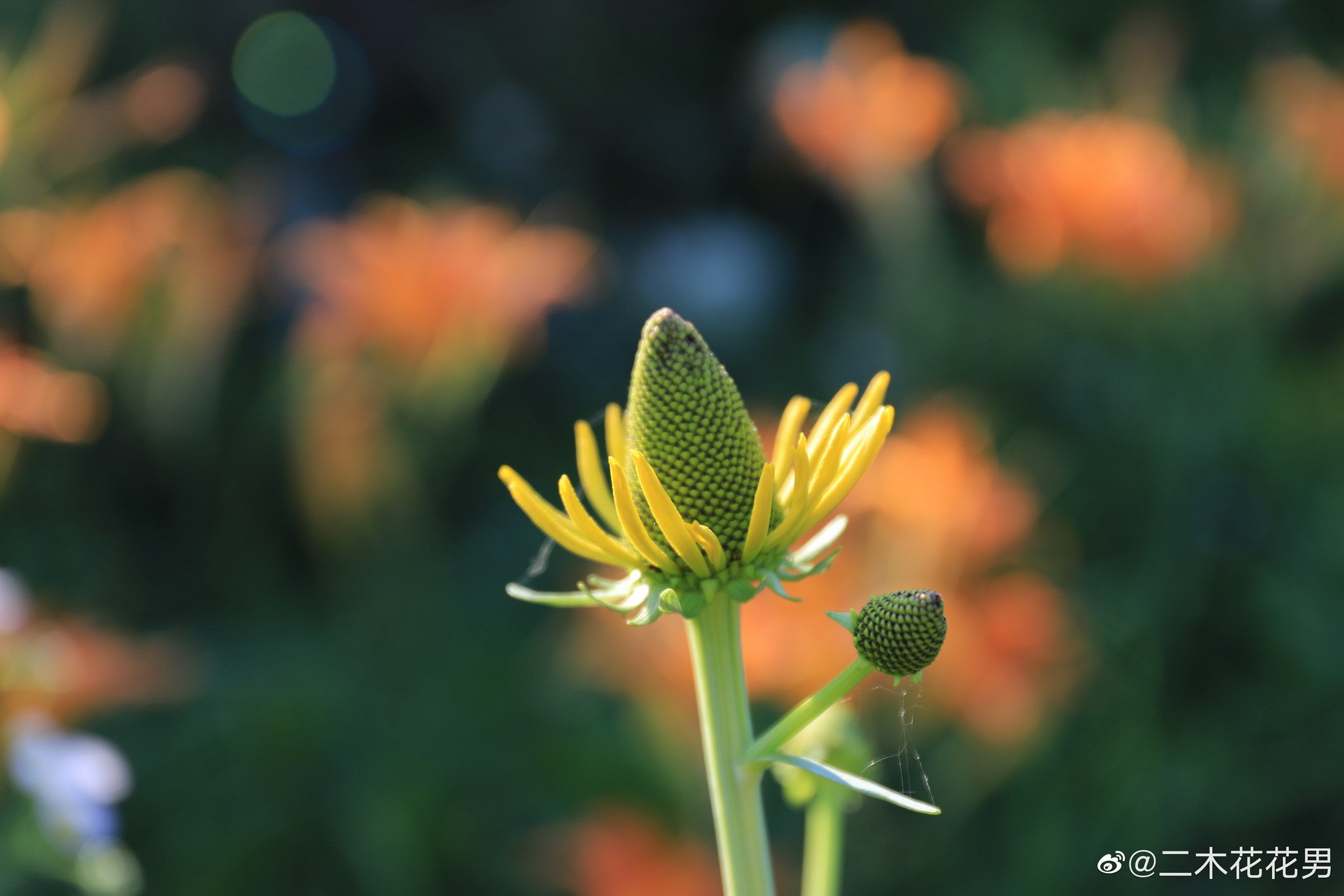 今年秋葵 黑心菊自播了不少 也不知道是从哪飘过来的种子 高清图集 新浪网