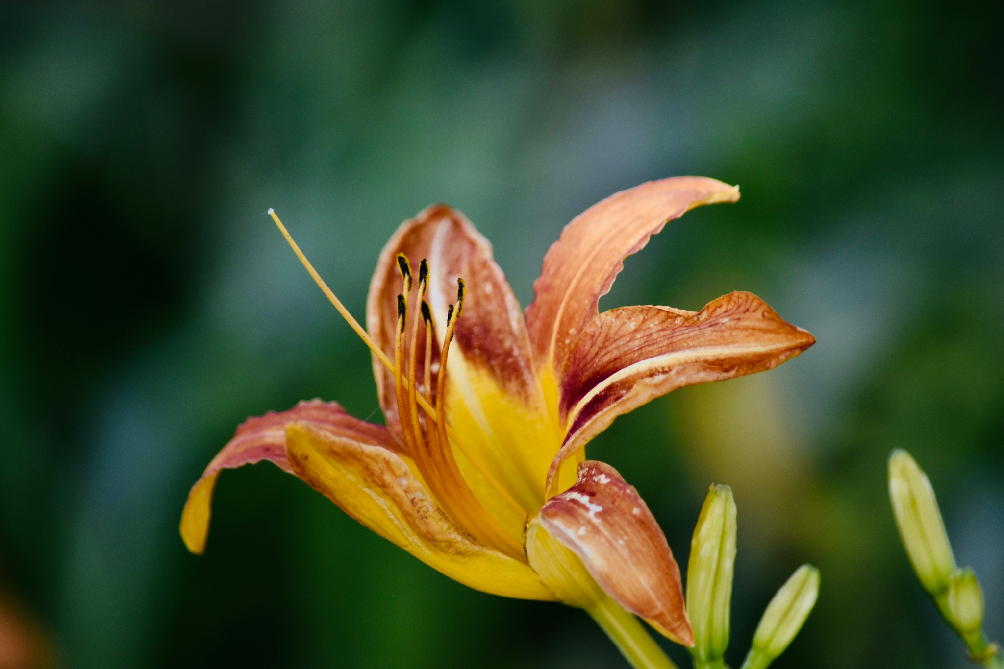 萱草,又名忘忧草,花型犹如百合!_高清图集_新浪网