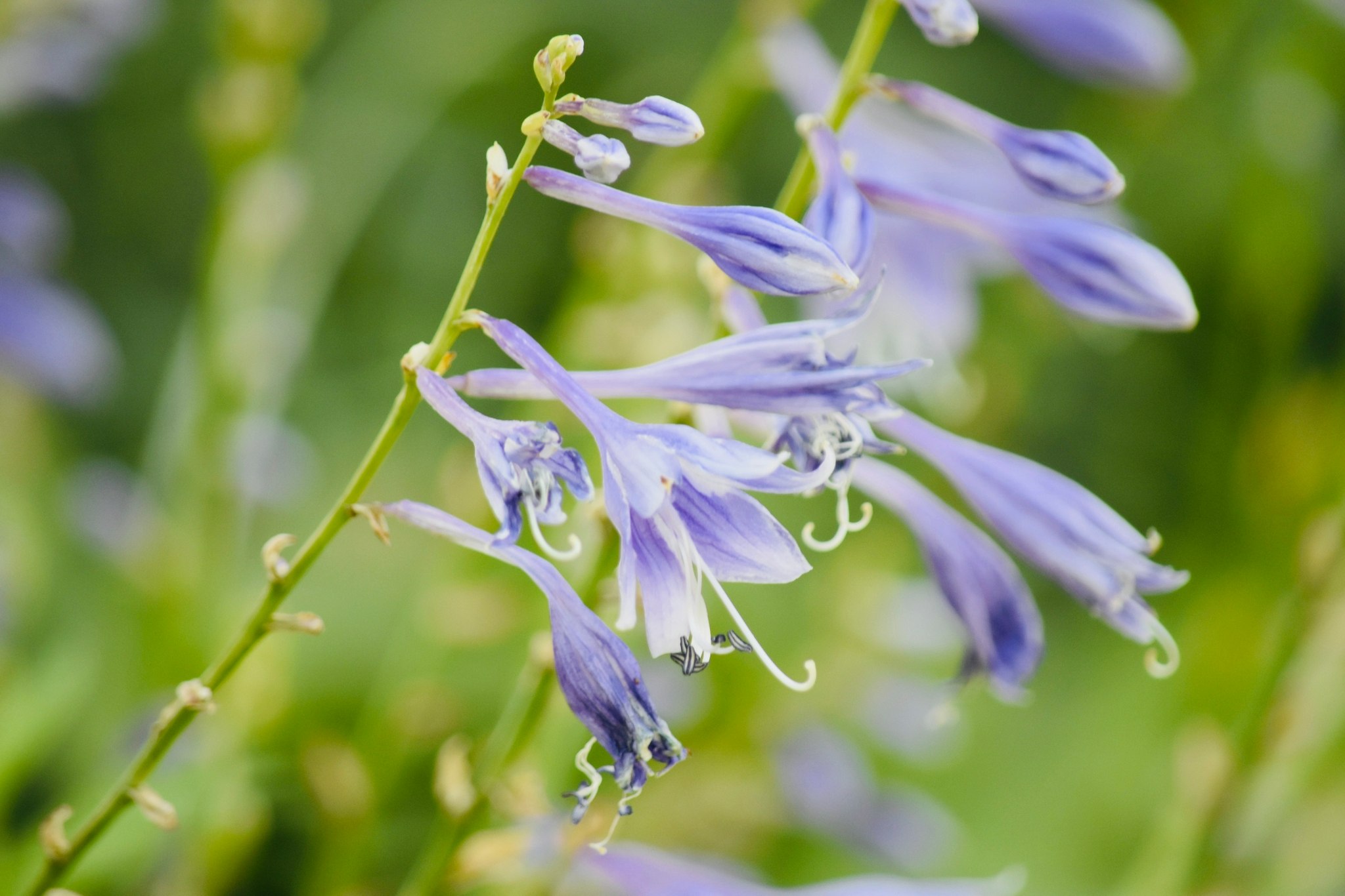 一串串紫风铃花丛随拍