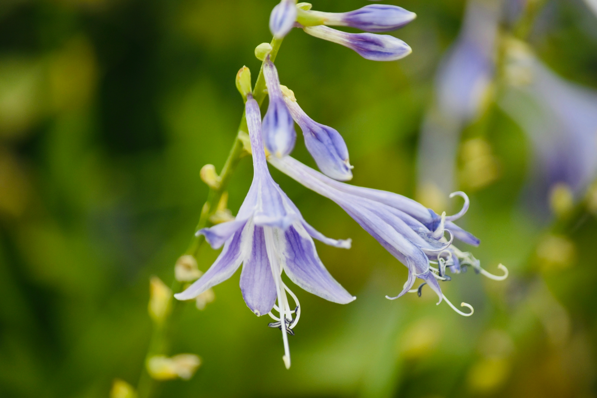 一串串紫风铃|花丛随拍