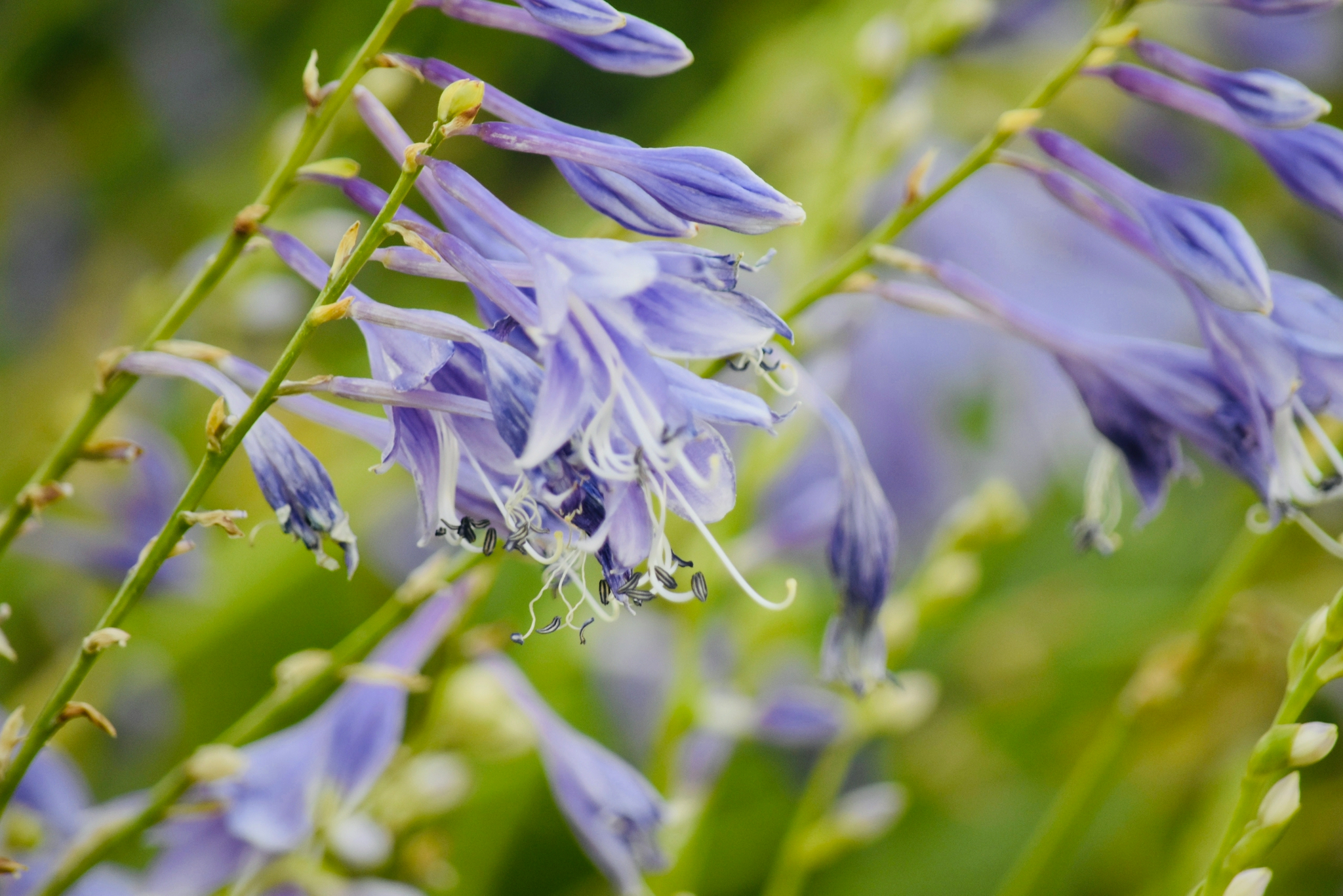 一串串紫风铃花丛随拍