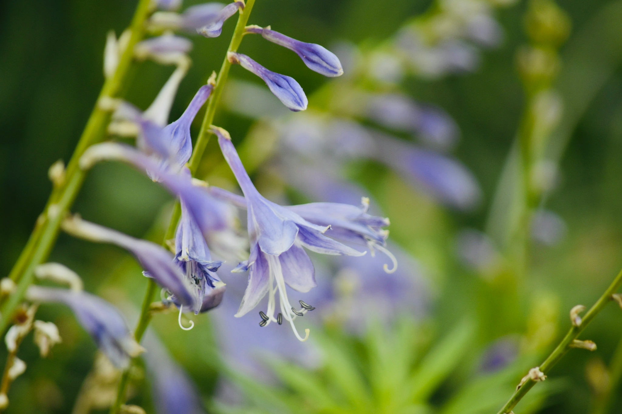 一串串紫风铃花丛随拍