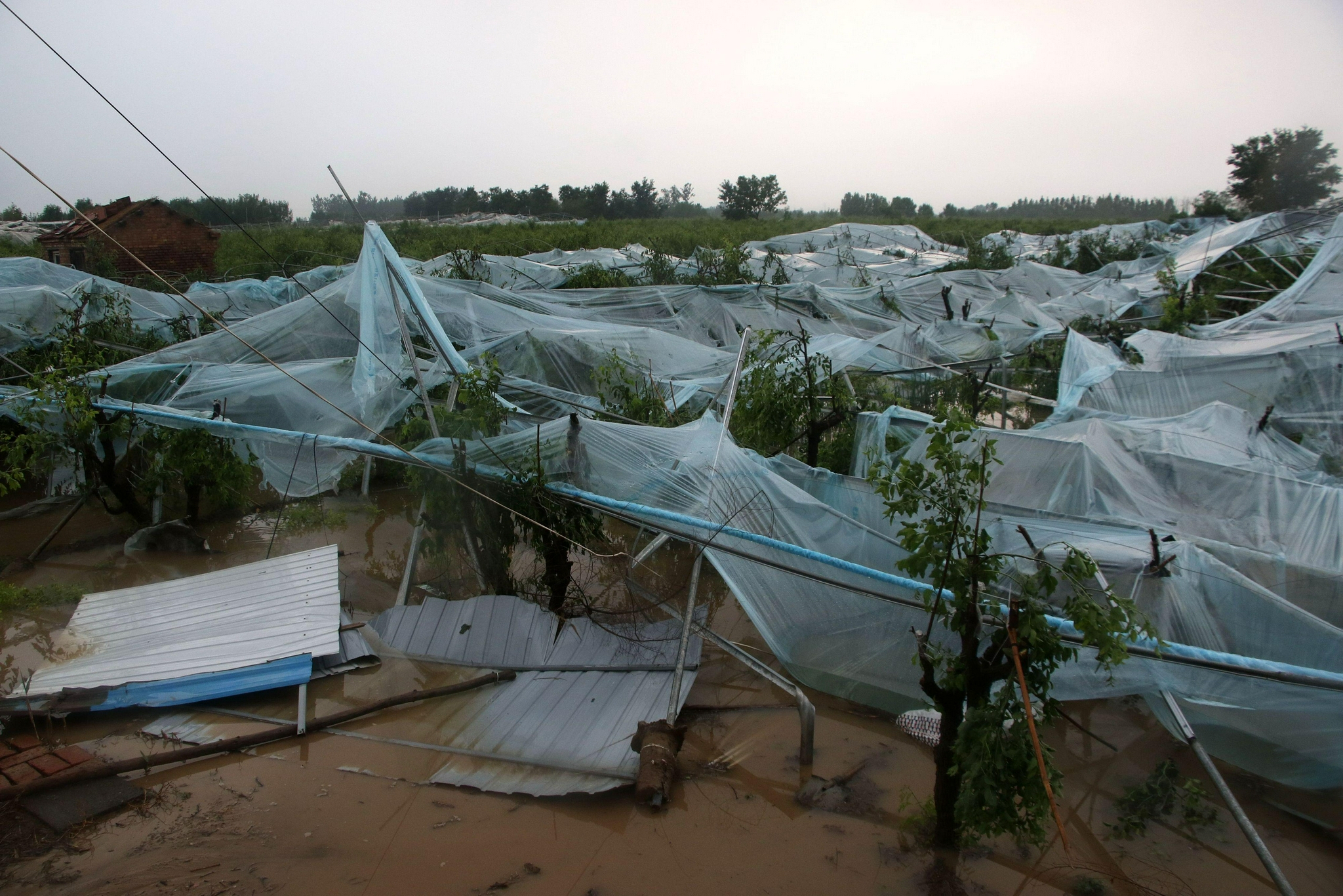 山东 滨州 龙卷风 袭击 沾化