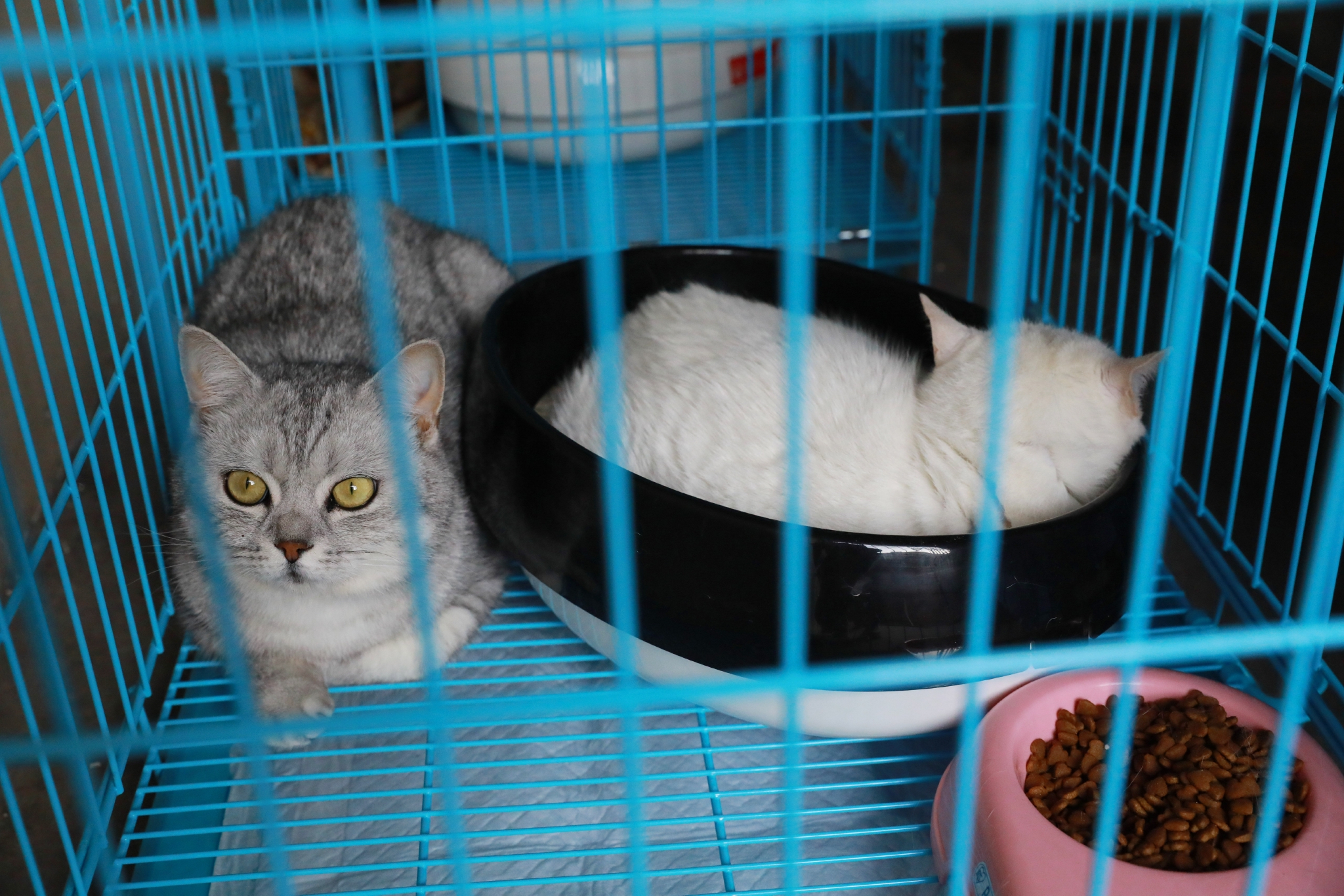 上海市建立首个“动物方舱”休闲区蓝鸢梦想 - Www.slyday.coM 上海市建立首个“动物方舱”休闲区蓝鸢梦想 - Www.slyday.coM