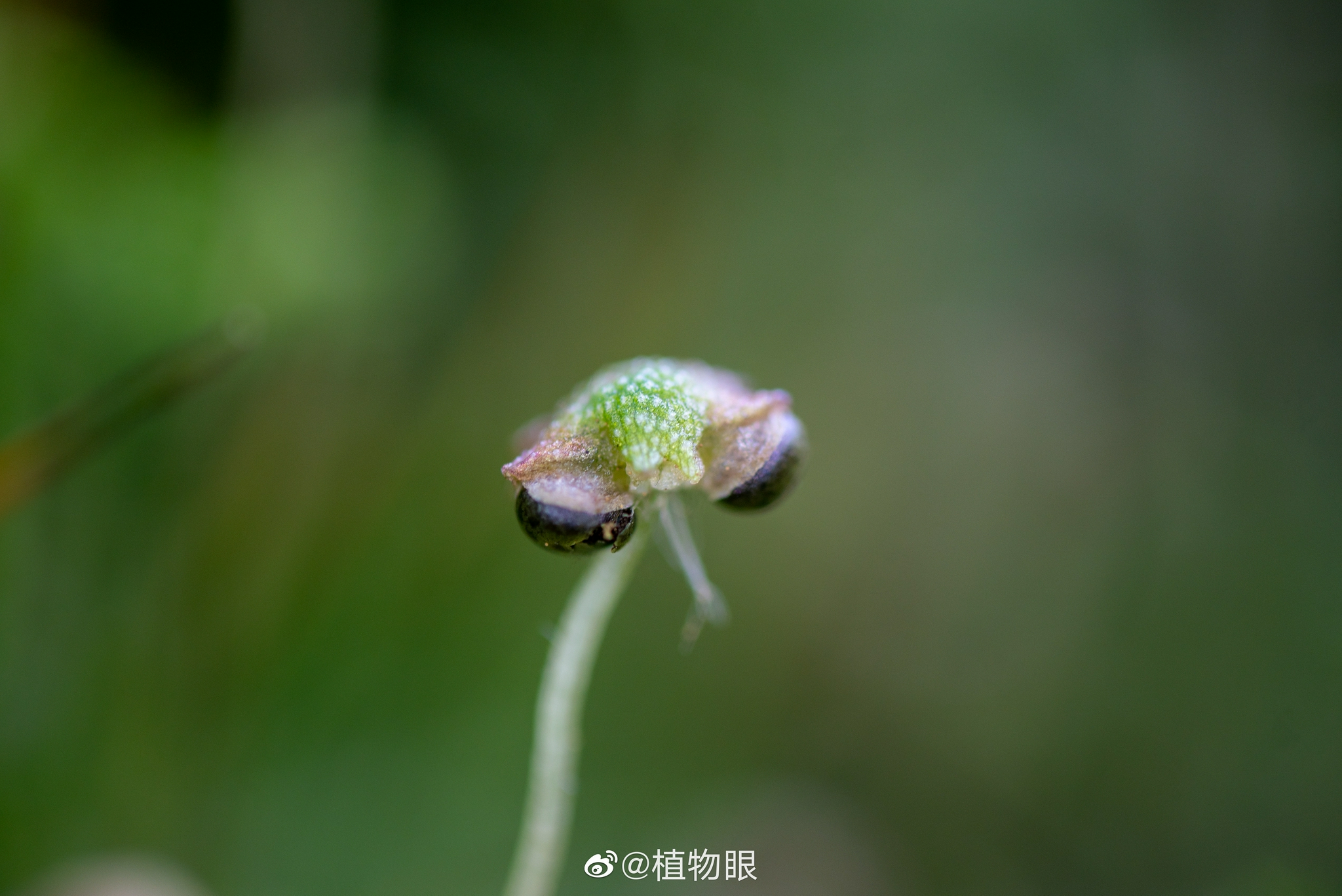 苔藓的繁殖器官——孢蒴 不像种子植物用种子传播下一代……|苔藓