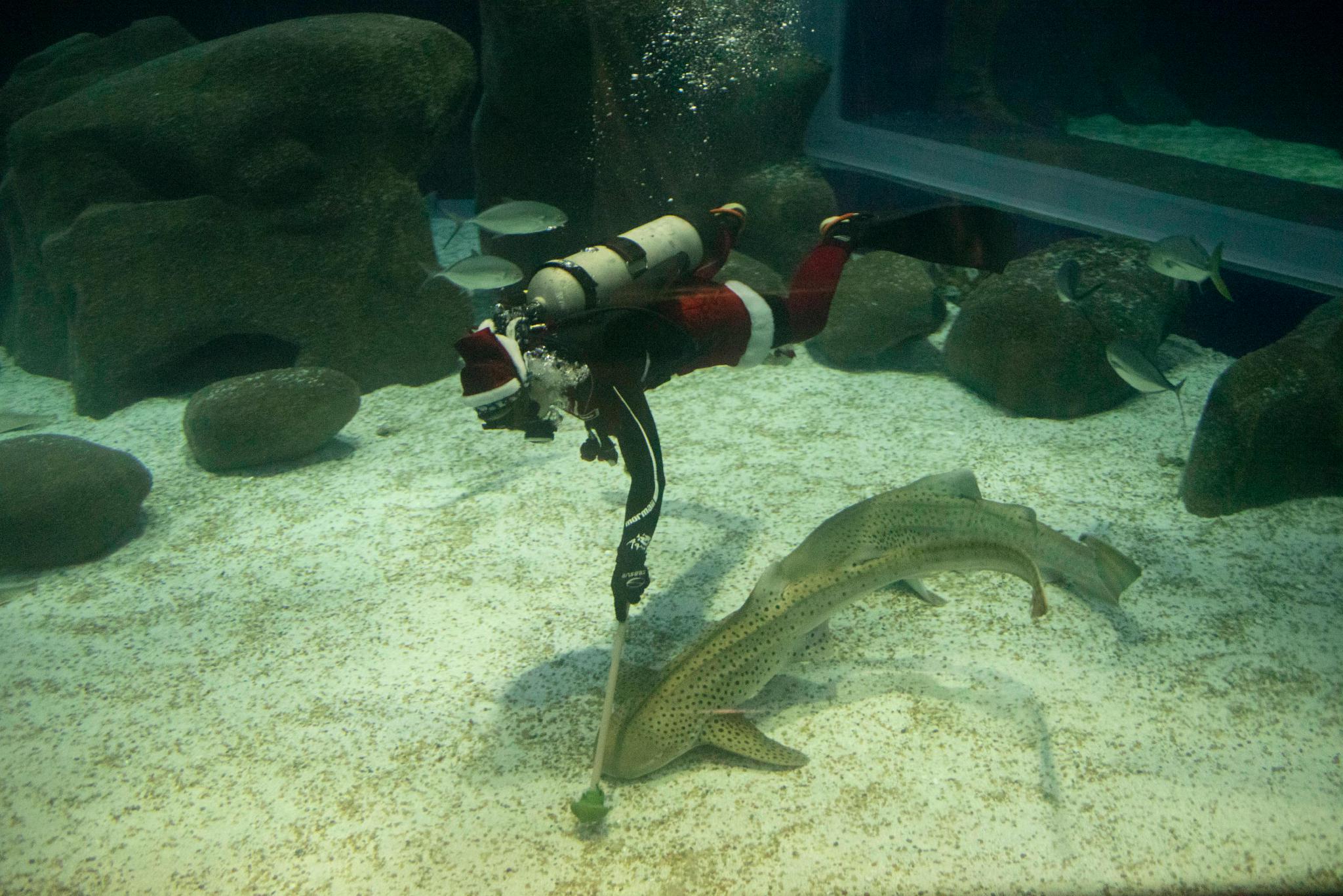 （外代二线）水中的“圣诞老人”休闲区蓝鸢梦想 - Www.slyday.coM