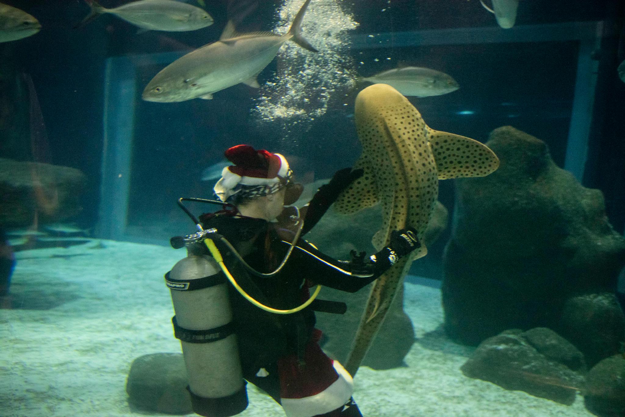 （外代二线）水中的“圣诞老人”休闲区蓝鸢梦想 - Www.slyday.coM