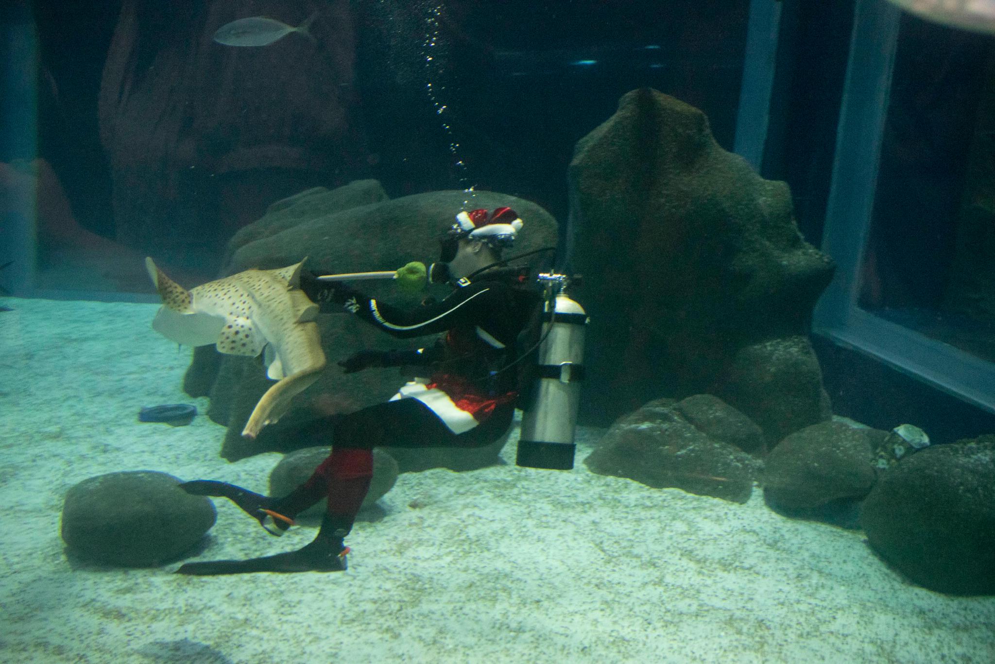 （外代二线）水中的“圣诞老人”休闲区蓝鸢梦想 - Www.slyday.coM