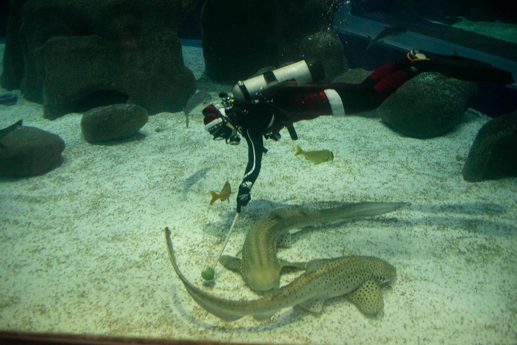 （外代二线）水中的“圣诞老人”休闲区蓝鸢梦想 - Www.slyday.coM