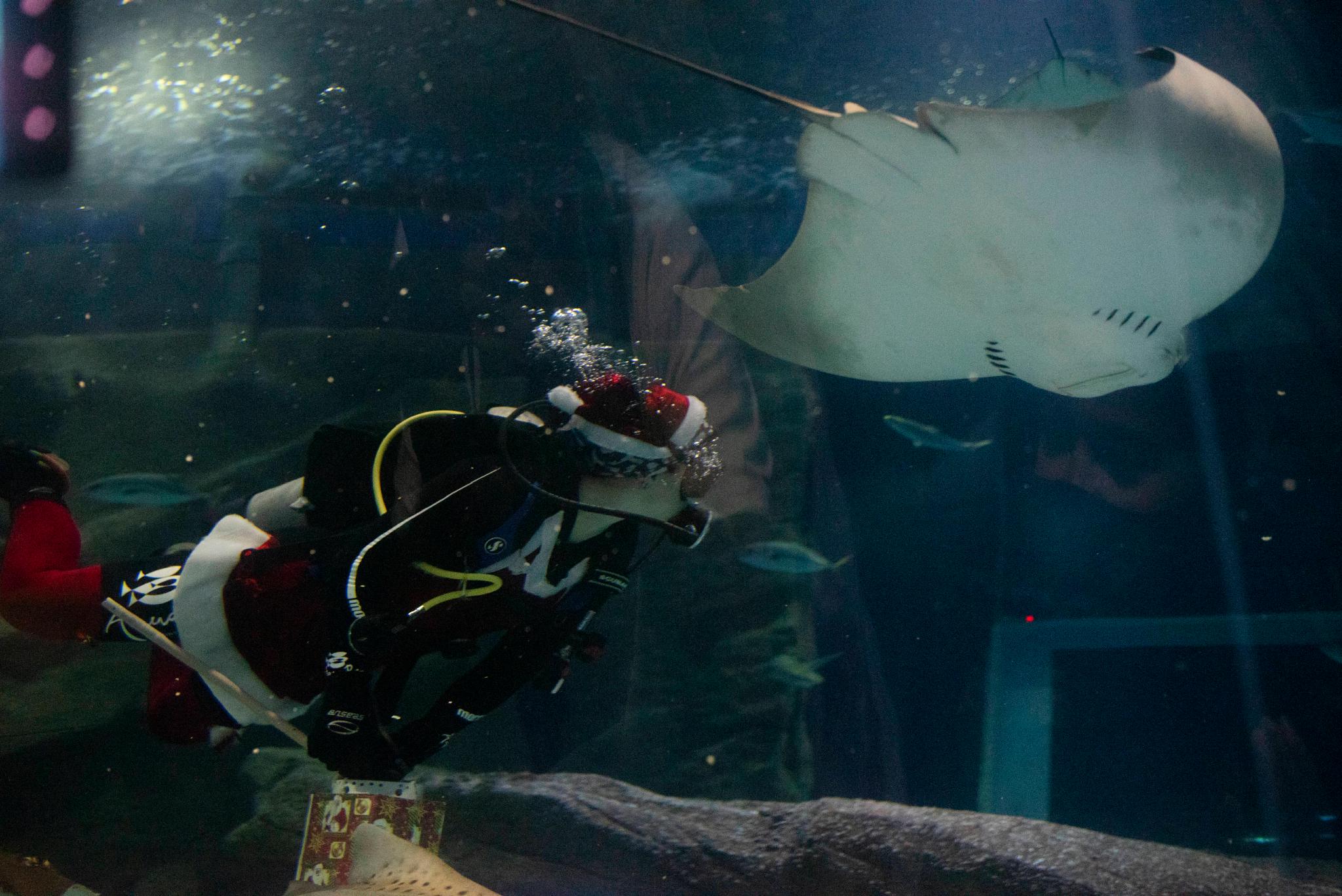 （外代二线）水中的“圣诞老人”休闲区蓝鸢梦想 - Www.slyday.coM