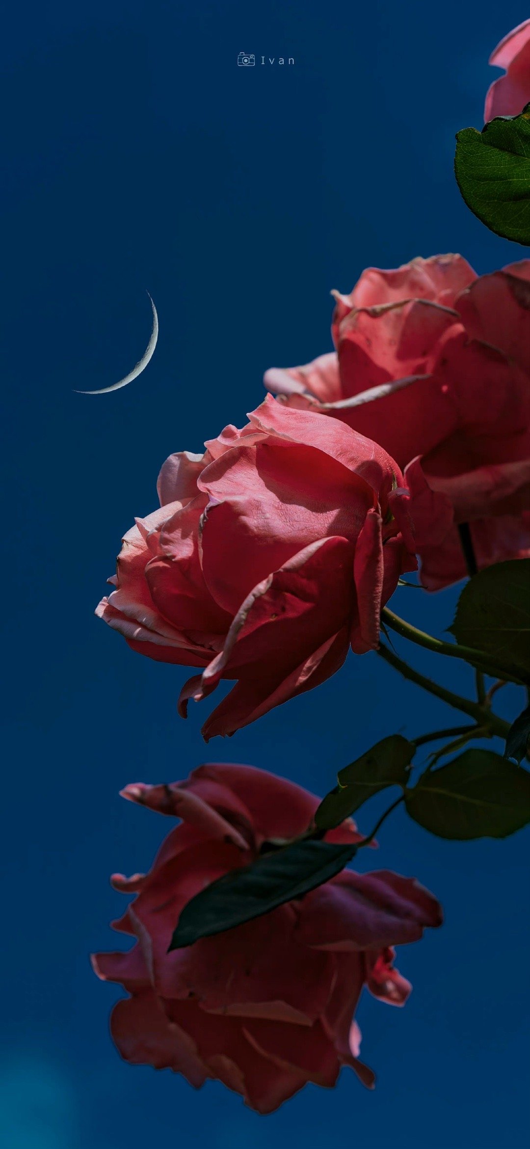 " 花前月下,玫瑰正艳 . "