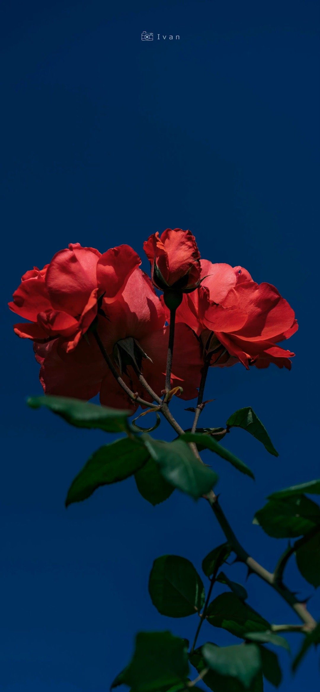 " 花前月下,玫瑰正艳 . "
