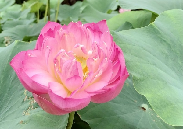 广西贵港:千亩荷花竞相绽放|贵港|荷花|贵港市_新浪新闻