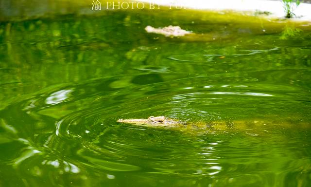 正文          佛山的鳄鱼湖位于佛山市三水区的三水森林公园内,与