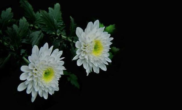 4月4日中国默哀:在全人类的灾难面前