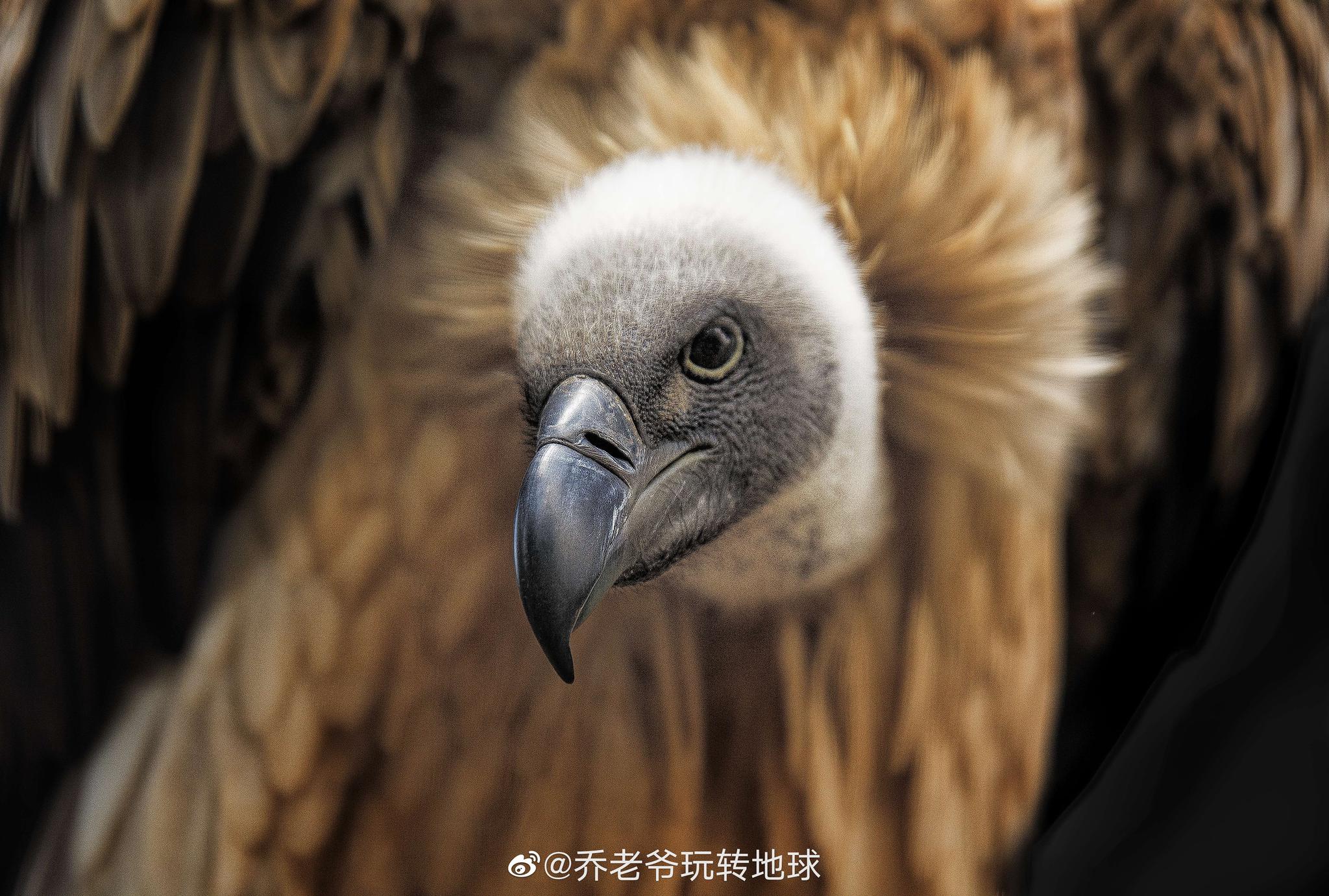 兀鹫 Gyps Fulvus 是隼形目鹰科兀鹫属的大型鹫类 兀鹫 Gyps Fulvus 是隼形目鹰科兀鹫属的大型鹫类