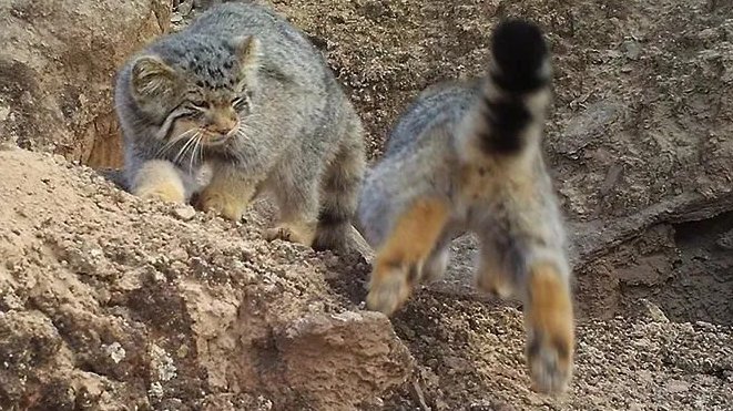 全球一半以上的野生兔狲,生活在中国!|张掖市|甘肃省|生物|猫盟|荒漠_新浪新闻