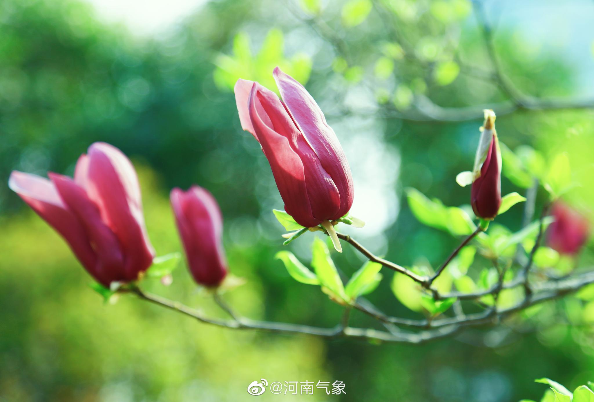 紫荆山公园里的春意萌动拍摄者海青