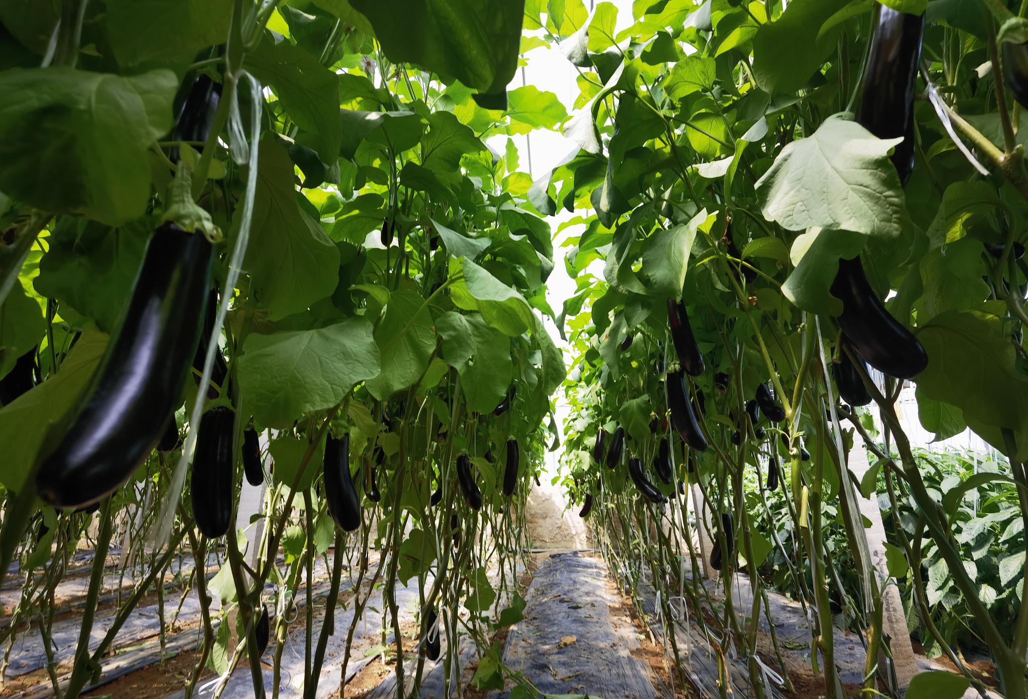 庞各庄的蔬菜瓜果基地,现代化的高科技大棚各种瓜果蔬菜正在丰收时节