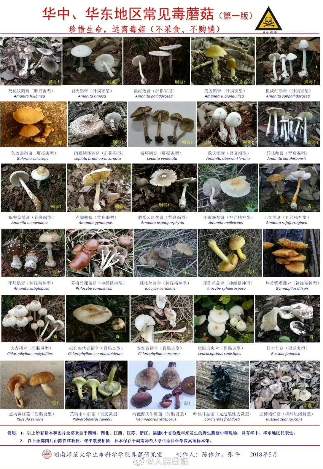 野生毒蘑菇中毒是我国致死人数较多的一类食物中毒