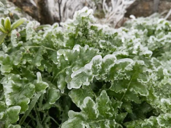 刚刚！泉州下雪了！休闲区蓝鸢梦想 - Www.slyday.coM