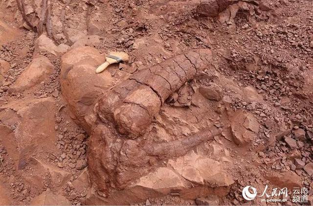 云南禄丰发现一具8米长恐龙化石 完整度超70%
