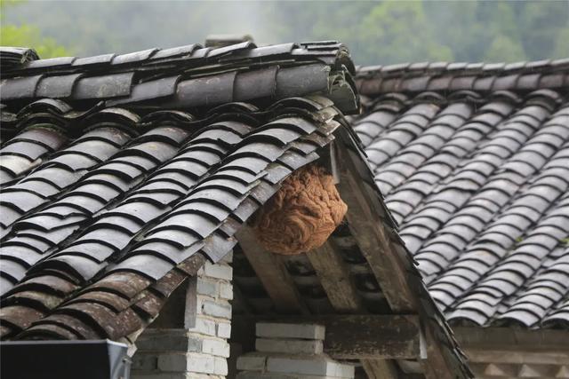 致富不忘众乡亲 | 蒲川小伙带领村民养蜂致富|胡蜂|养蜂|致富_新浪