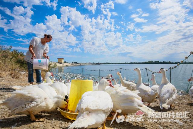"雁鱼"立体养殖成新疆这个村的"聚宝盆"