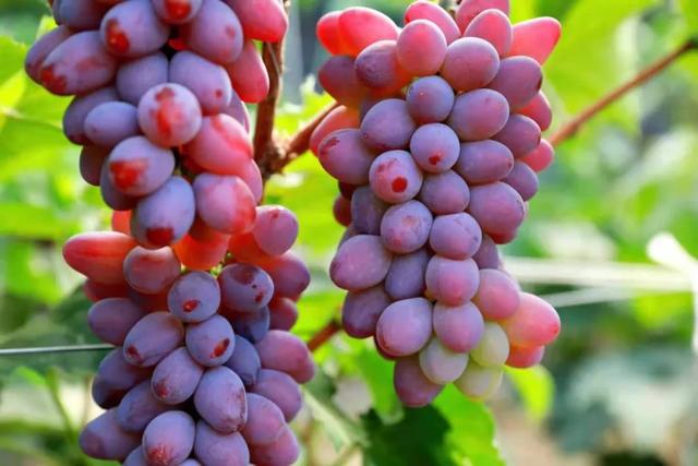 辽峰葡萄上市 飞地经济结果|普济|飞地|农场_新浪新闻