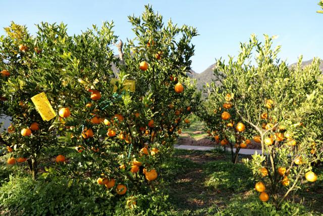 罗平:长底丑柑喜丰收 采摘品尝正当时|罗平|采摘|乡村_新浪新闻