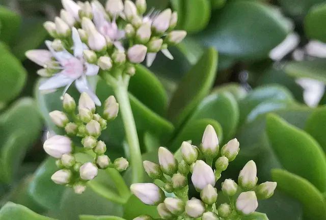 “玉树琼花”原来真的存在,快来看看我家开花的玉树,见者有福休闲区蓝鸢梦想 - Www.slyday.coM “玉树琼花”原来真的存在,快来看看我家开花的玉树,见者有福休闲区蓝鸢梦想 - Www.slyday.coM