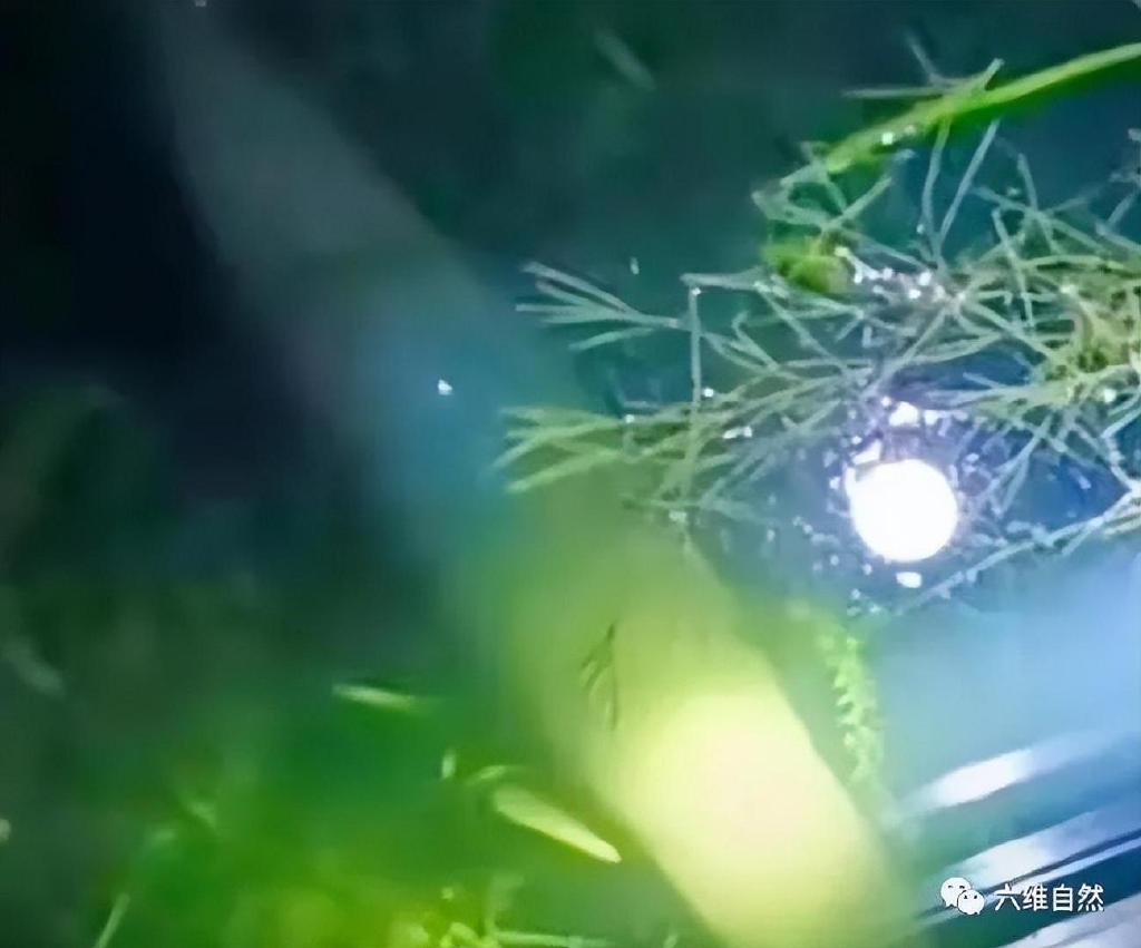 为捉一条外来怪鱼，汝州一公园排干湖水，因鳄雀鳝已吃掉大部分鱼休闲区蓝鸢梦想 - Www.slyday.coM