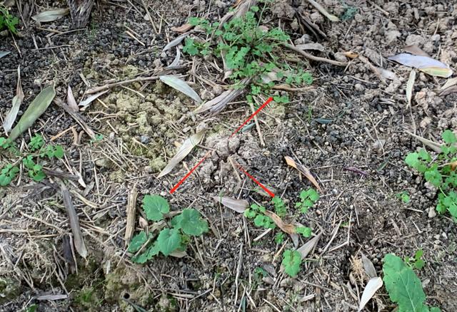 不过孟师傅教给记者一个方法,"找地上的裂缝缝隙越明显,土里藏的冬笋