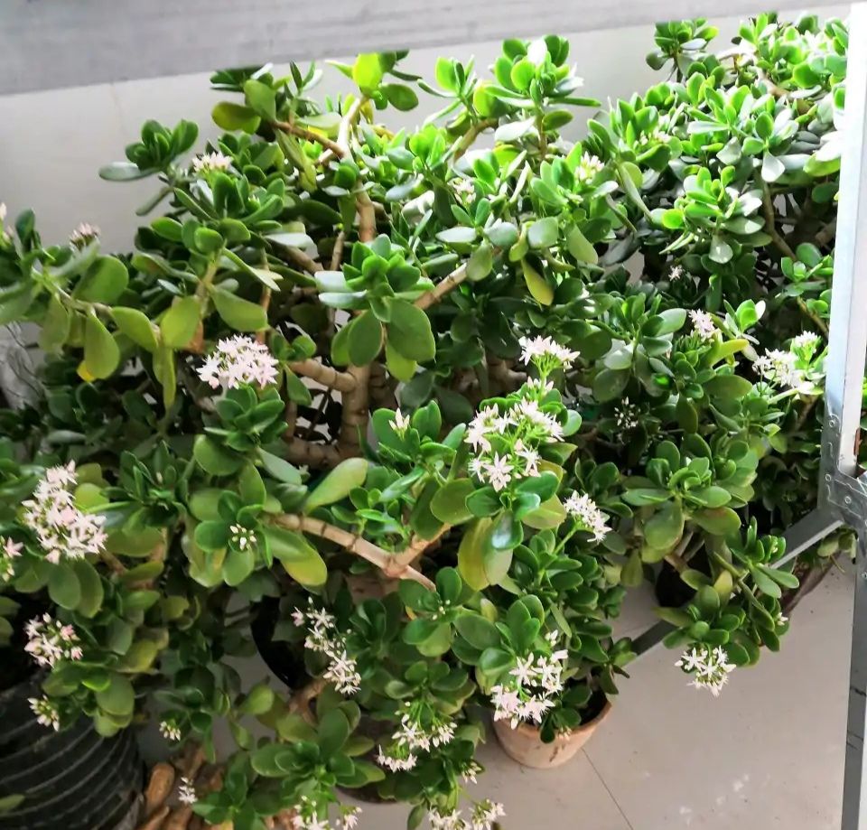 “玉树琼花”原来真的存在,快来看看我家开花的玉树,见者有福休闲区蓝鸢梦想 - Www.slyday.coM “玉树琼花”原来真的存在,快来看看我家开花的玉树,见者有福休闲区蓝鸢梦想 - Www.slyday.coM