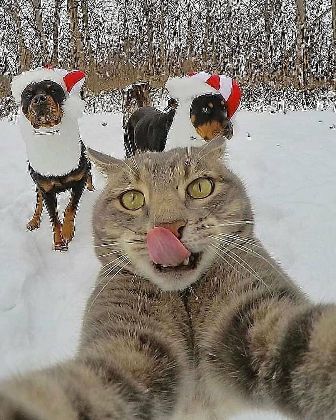 猫咪大佬的自拍日常(by:yoremahm)