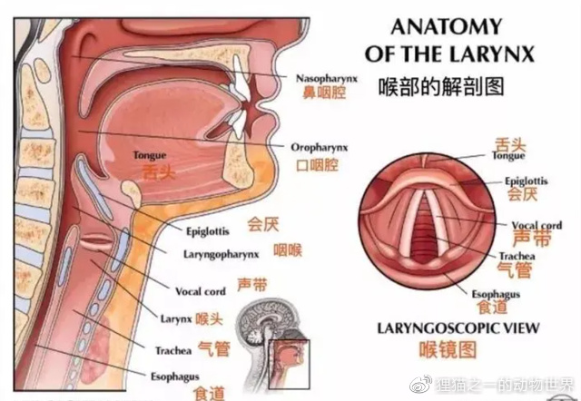 理论,都只关注灵长类动物的喉部解剖结构与人类使用元音之间的联系