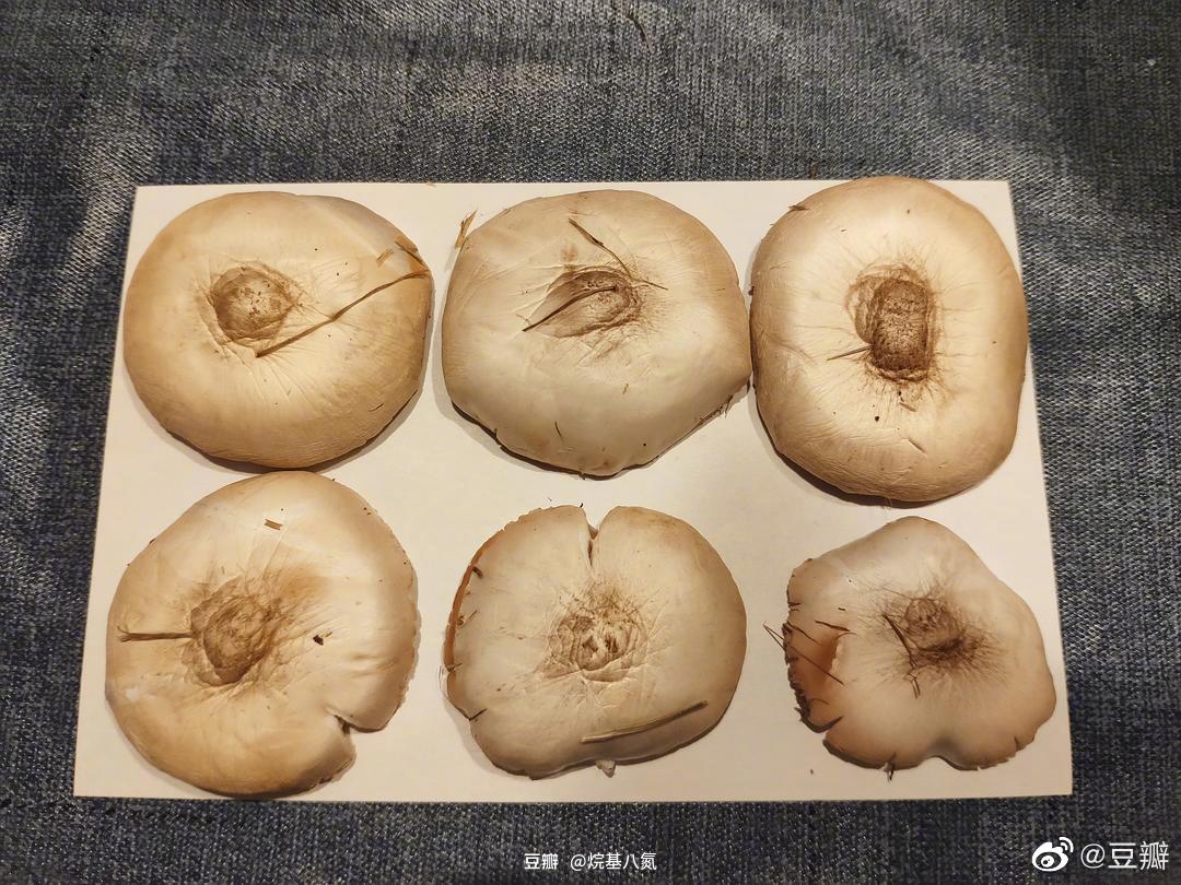 遇到小蘑菇,可以采下来制作孢子印.方法很简单_高清图集_新浪网