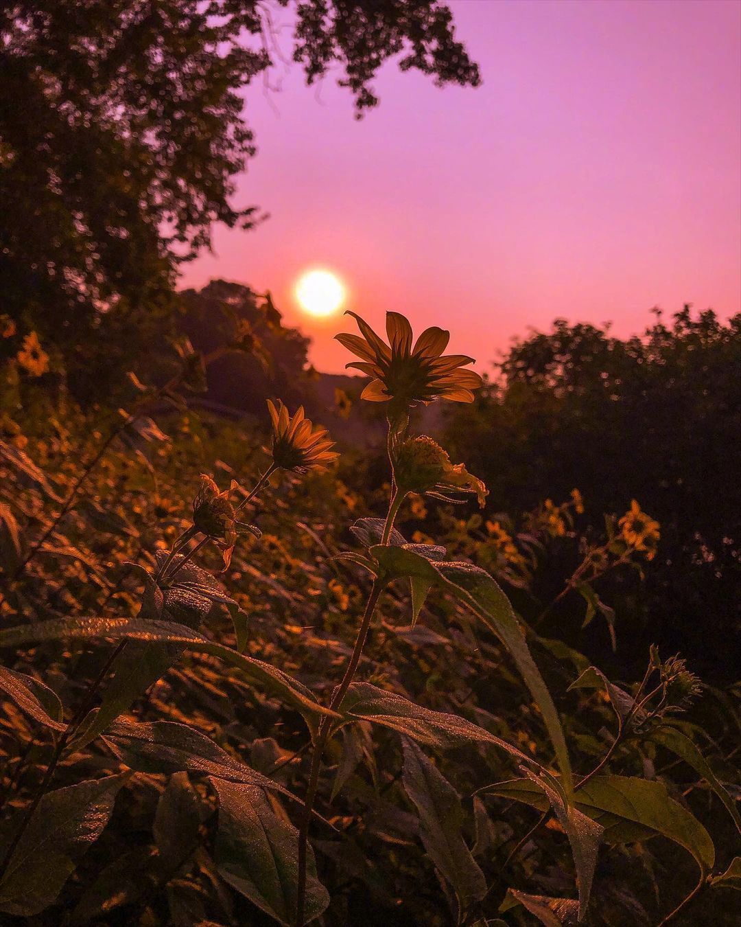 温柔夕阳instamejawdin