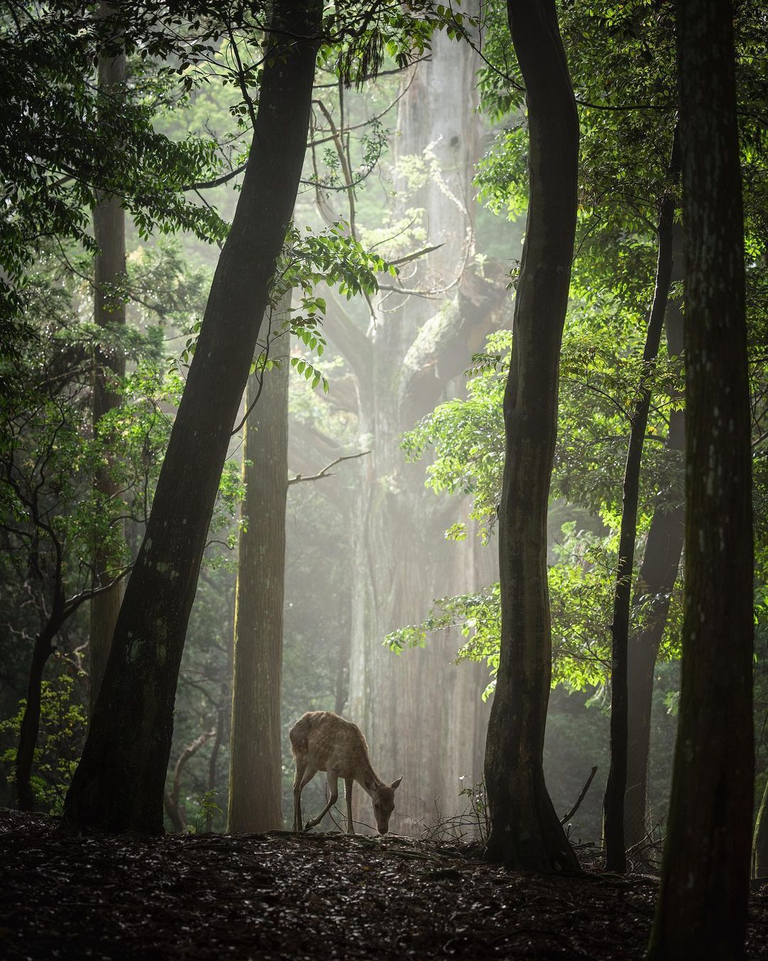林深时见鹿.__财经头条