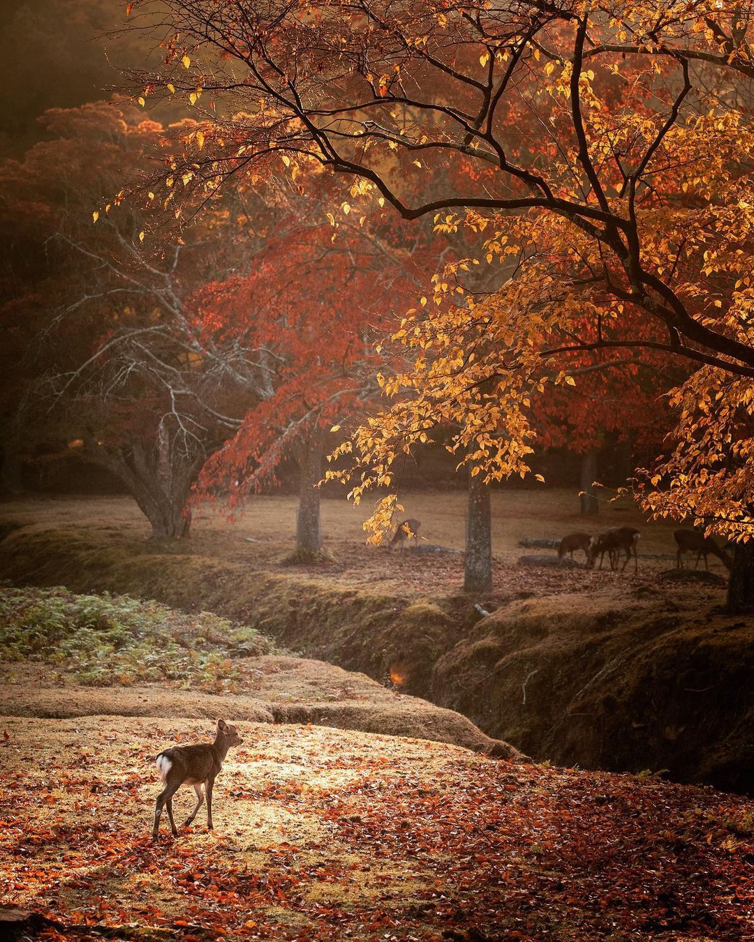 林深时见鹿.__财经头条