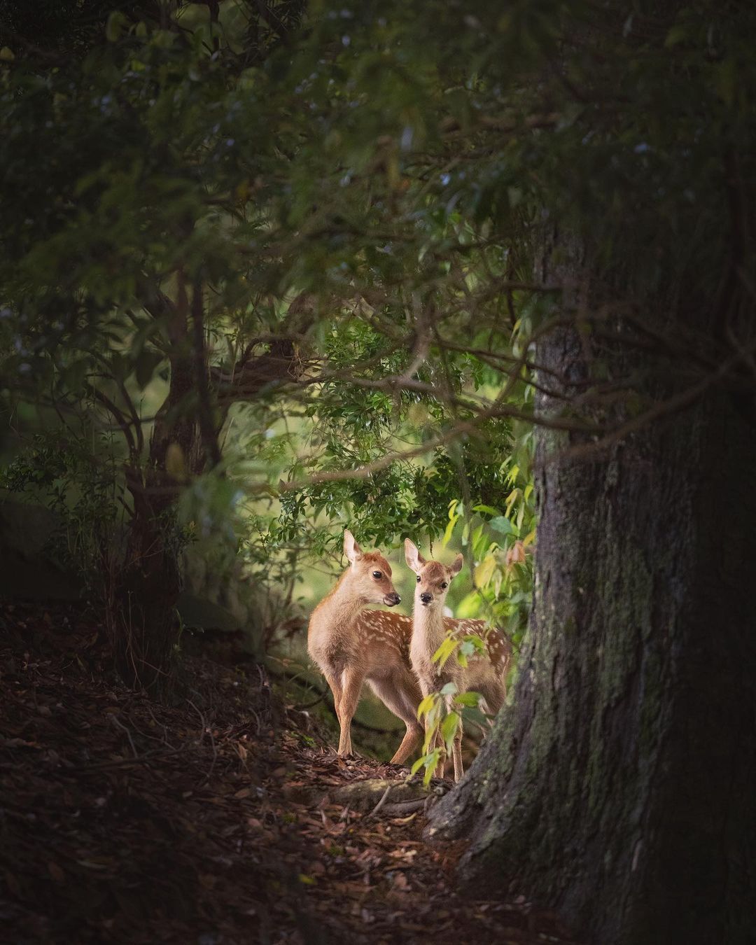 林深时见鹿.__财经头条