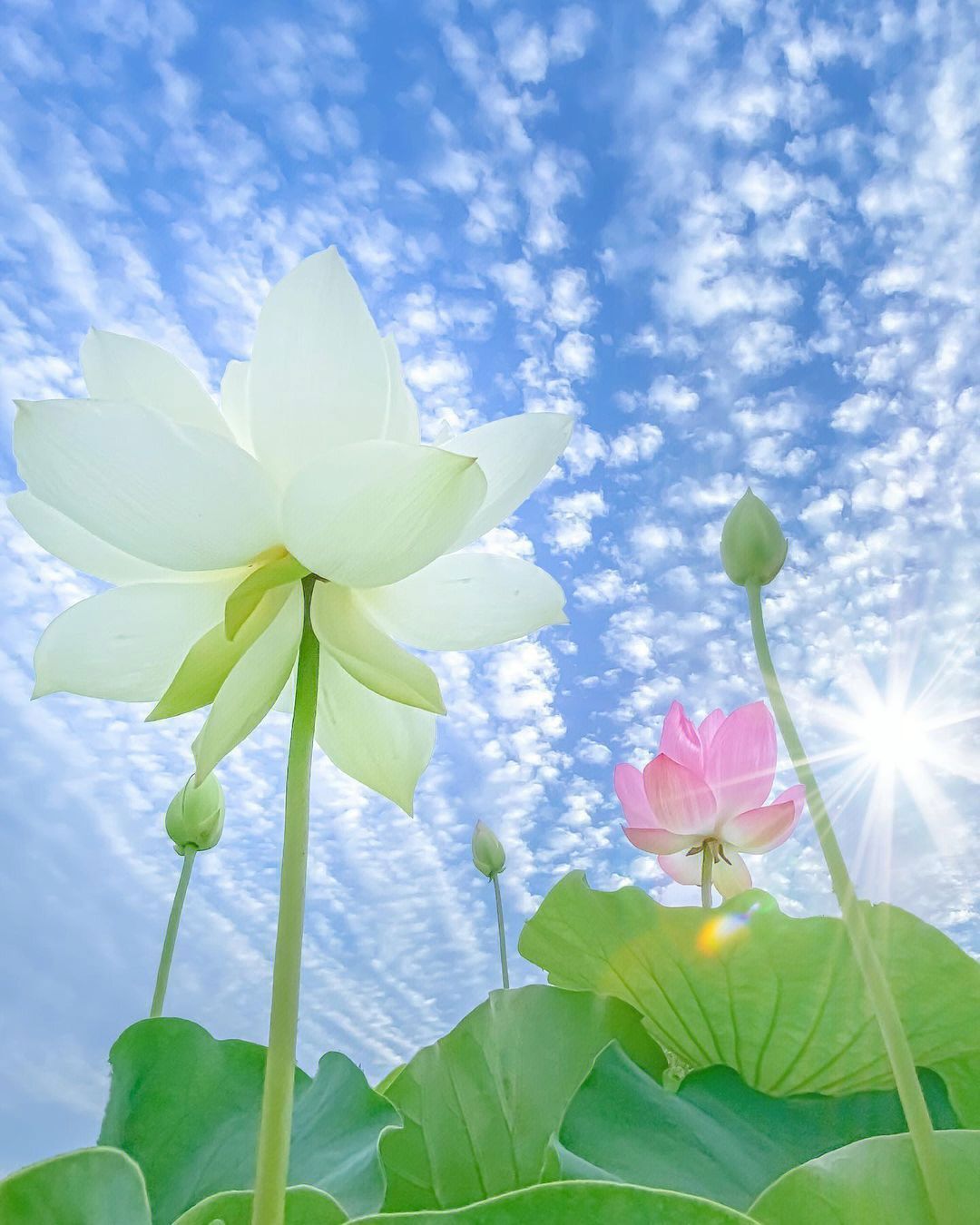 蓝天荷花94夏日风情·美极了!_高清图集_新浪网