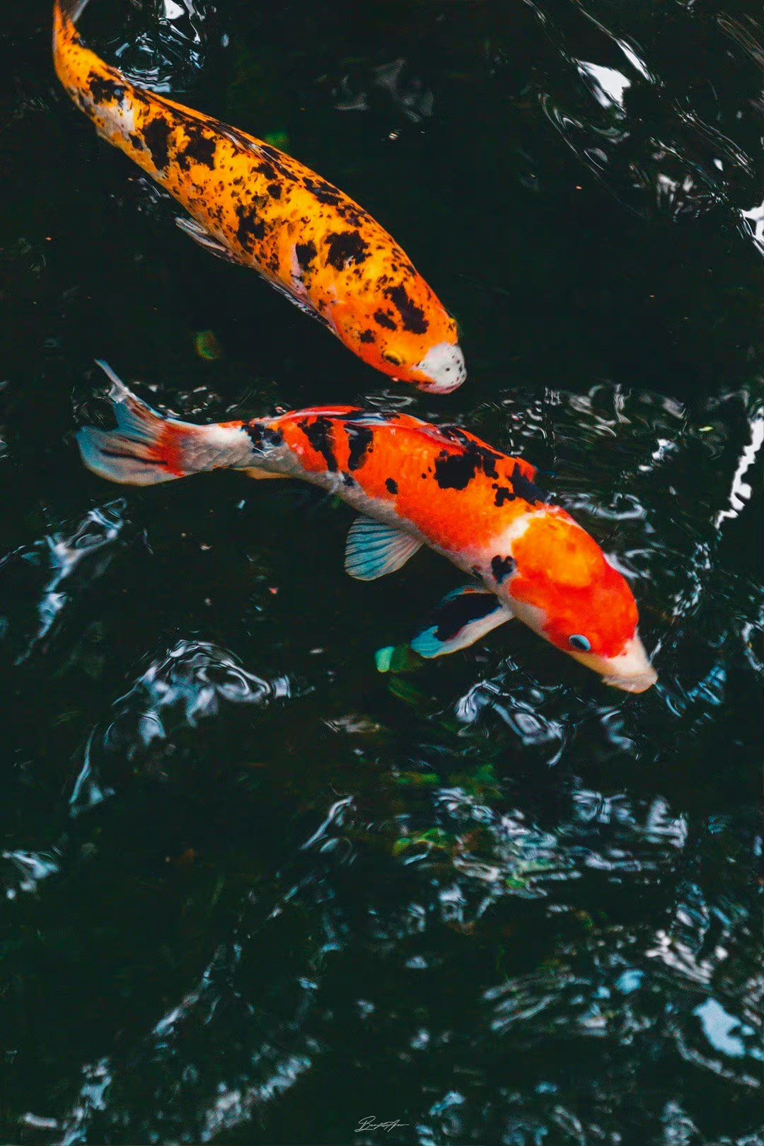 锦鲤附体沾沾好运