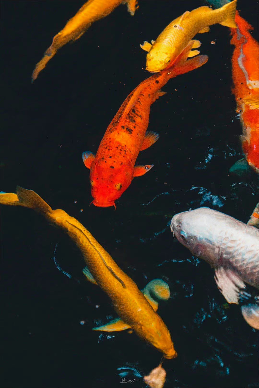 锦鲤附体沾沾好运