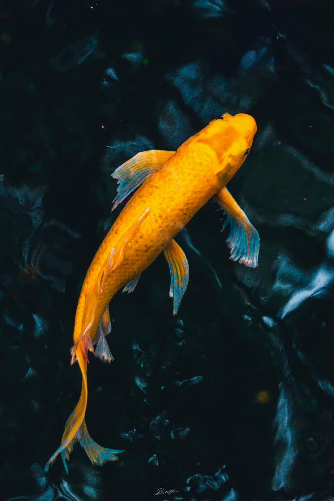 锦鲤附体沾沾好运