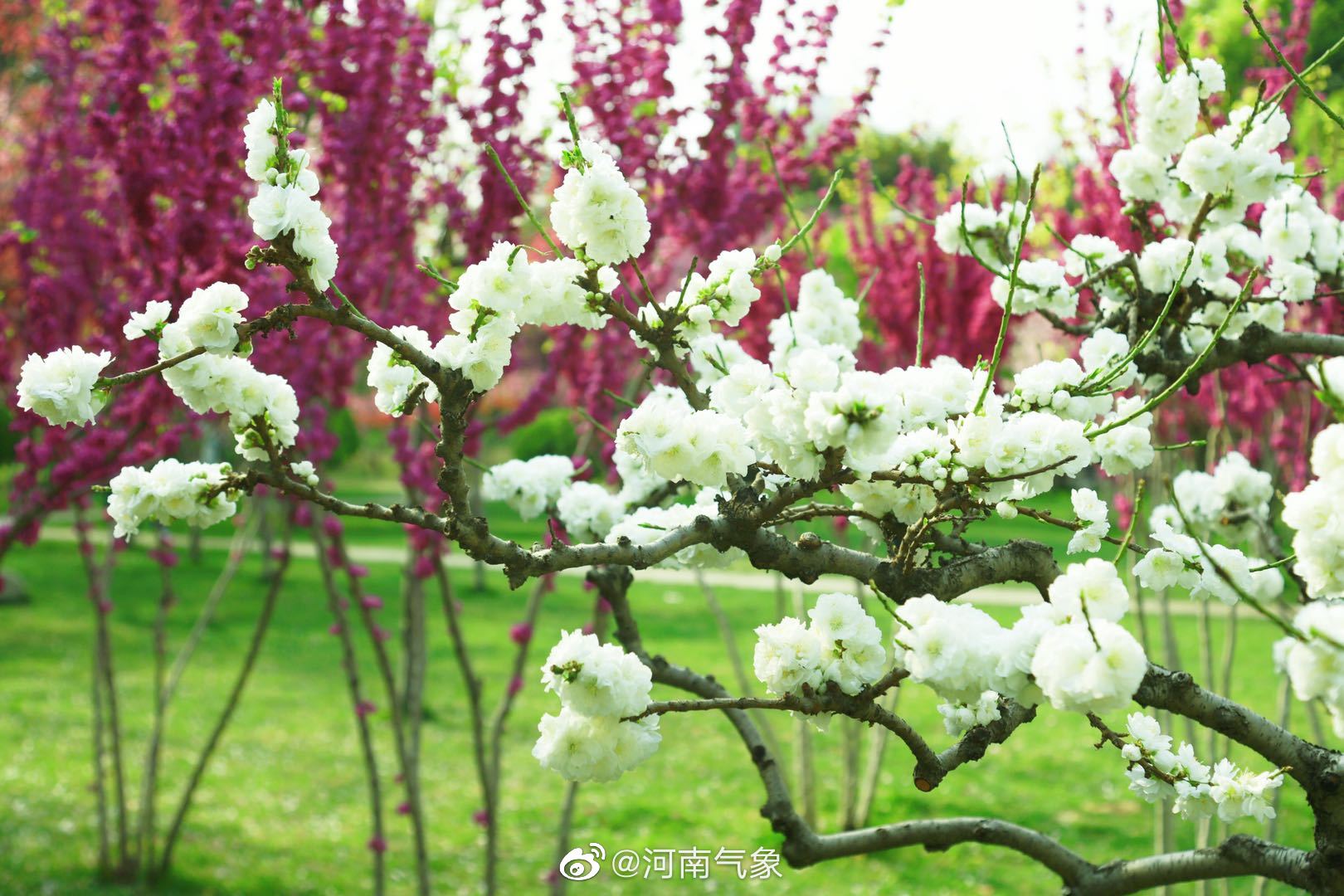 紫荆山公园里的春意萌动拍摄者海青