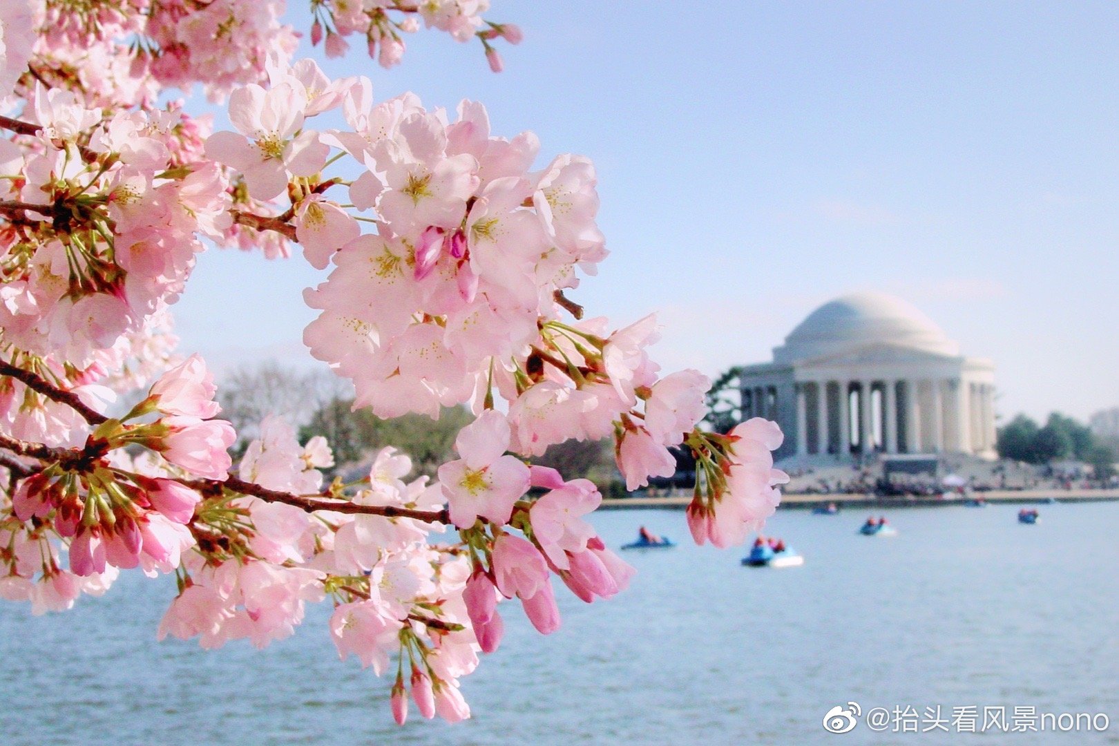 又是一年樱花季,为期三周的2020华盛顿樱花节推出在线游览功能