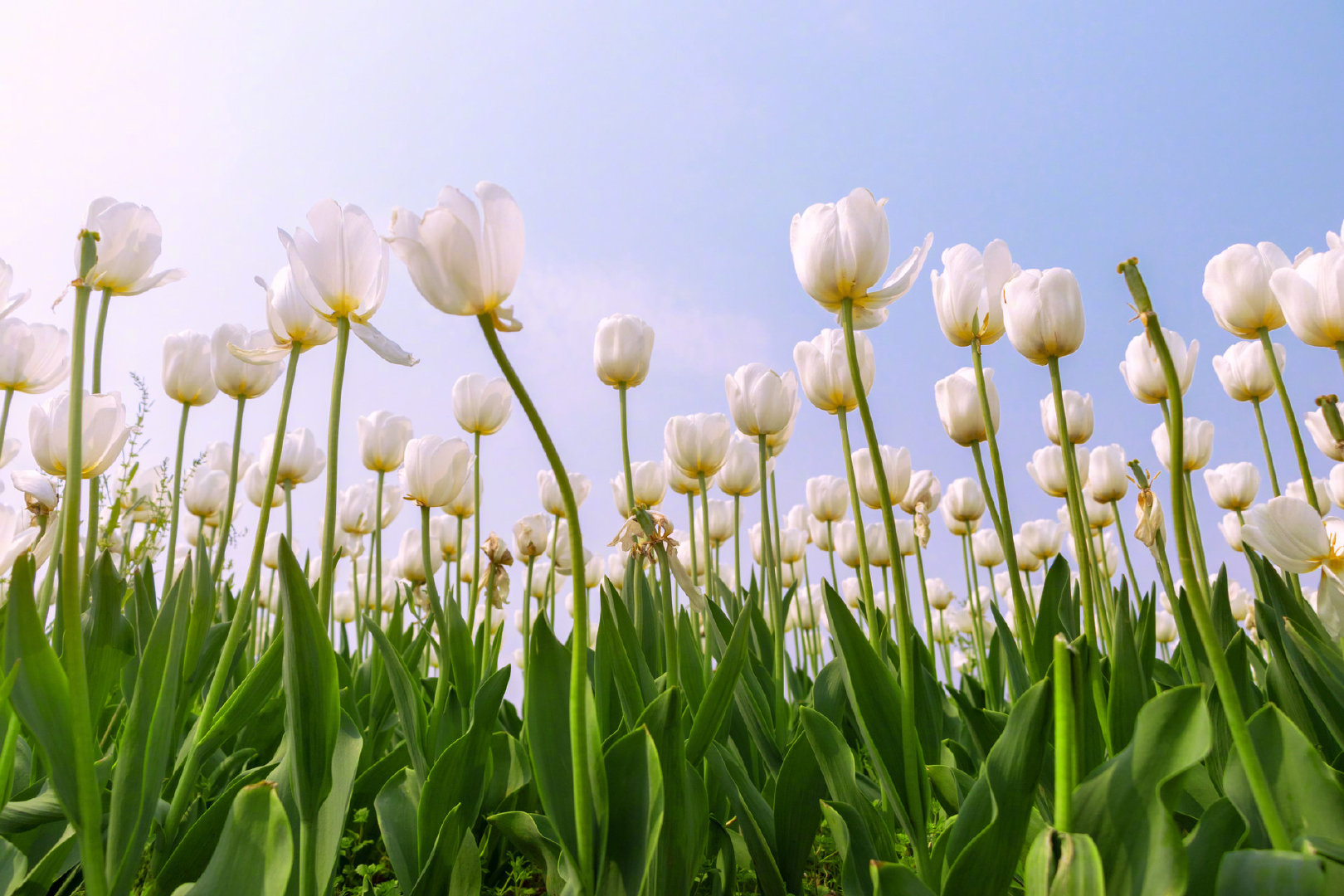 郁金香高雅脱俗清新隽永是一款具有高贵神秘气质的鲜花